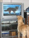 la golden retriever Giada che guarda attenta la televisione !